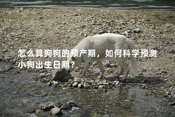 怎么算狗狗的预产期，如何科学预测小狗出生日期？