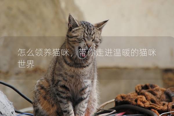 怎么领养猫咪，带你走进温暖的猫咪世界