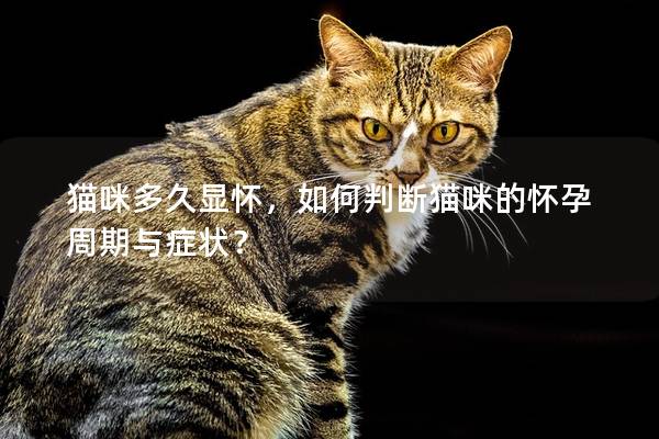 猫咪多久显怀，如何判断猫咪的怀孕周期与症状？