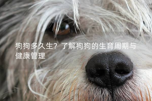 狗狗多久生？了解狗狗的生育周期与健康管理