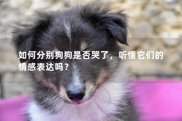 如何分别狗狗是否哭了，听懂它们的情感表达吗？