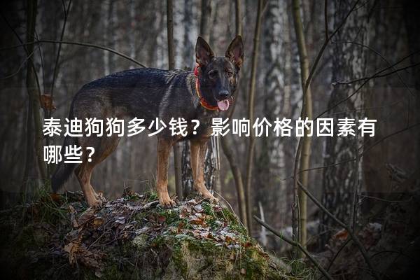 泰迪狗狗多少钱？影响价格的因素有哪些？