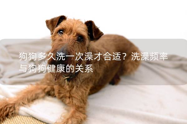 狗狗多久洗一次澡才合适？洗澡频率与狗狗健康的关系