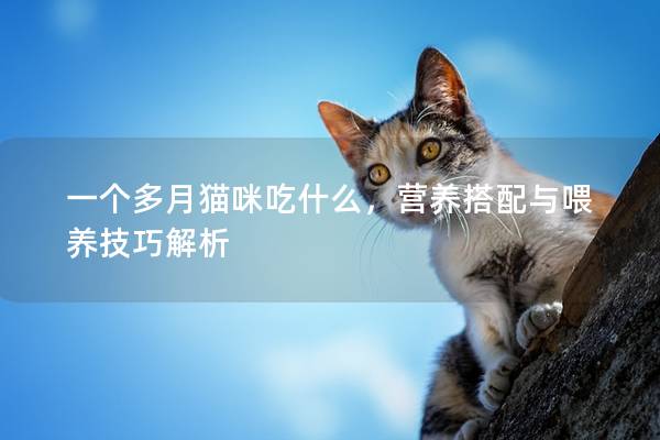 一个多月猫咪吃什么，营养搭配与喂养技巧解析