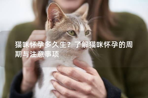 猫咪怀孕多久生？了解猫咪怀孕的周期与注意事项