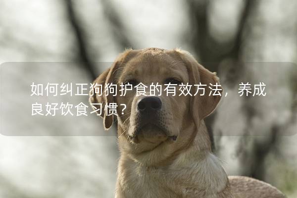 如何纠正狗狗护食的有效方法，养成良好饮食习惯？