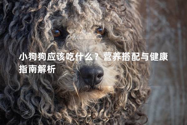 小狗狗应该吃什么？营养搭配与健康指南解析