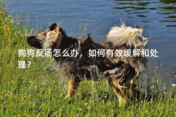 狗狗反肠怎么办，如何有效缓解和处理？