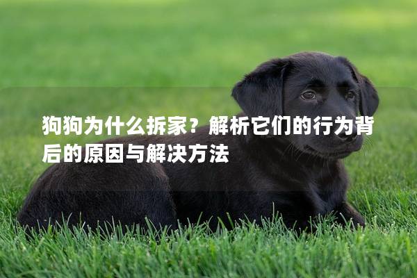 狗狗为什么拆家？解析它们的行为背后的原因与解决方法