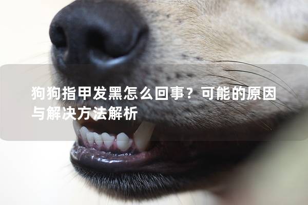 狗狗指甲发黑怎么回事？可能的原因与解决方法解析