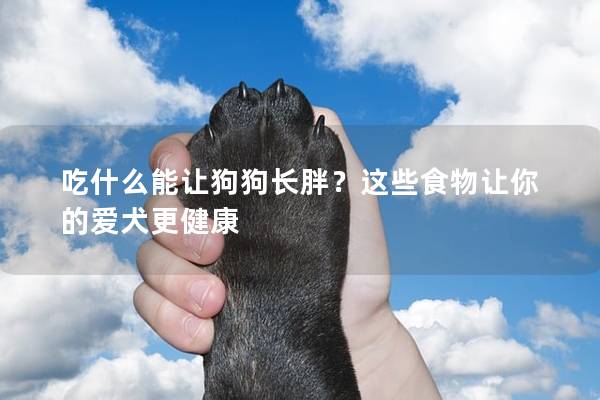 吃什么能让狗狗长胖？这些食物让你的爱犬更健康