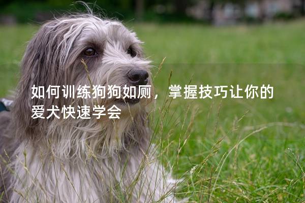 如何训练狗狗如厕，掌握技巧让你的爱犬快速学会