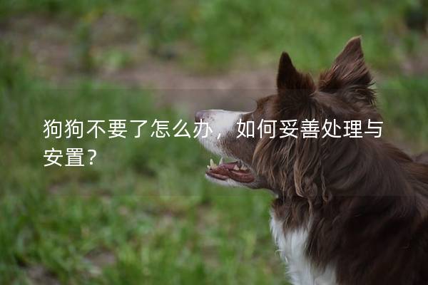 狗狗不要了怎么办，如何妥善处理与安置？
