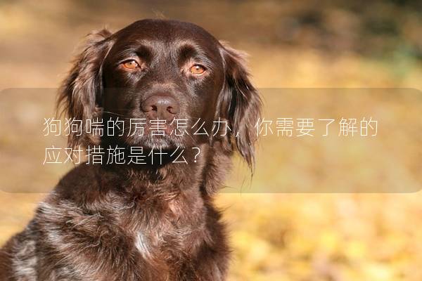 狗狗喘的厉害怎么办，你需要了解的应对措施是什么？