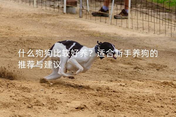 什么狗狗比较好养？适合新手养狗的推荐与建议