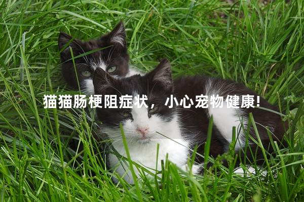 猫猫肠梗阻症状，小心宠物健康!