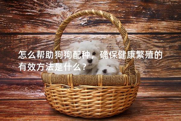 怎么帮助狗狗配种，确保健康繁殖的有效方法是什么？