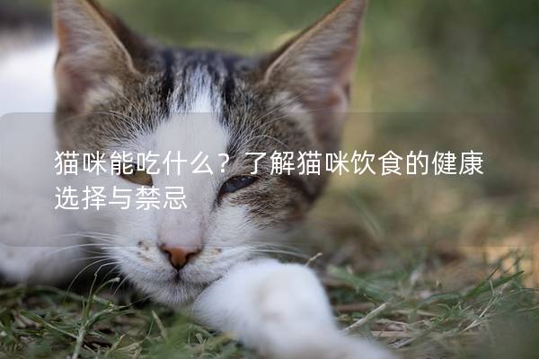 猫咪能吃什么？了解猫咪饮食的健康选择与禁忌