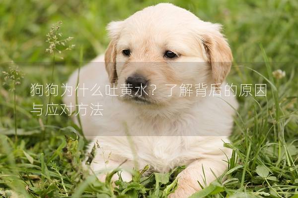 狗狗为什么吐黄水？了解背后的原因与应对方法
