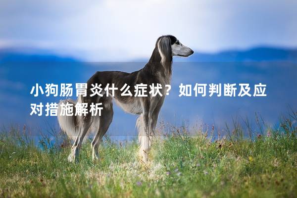 小狗肠胃炎什么症状？如何判断及应对措施解析