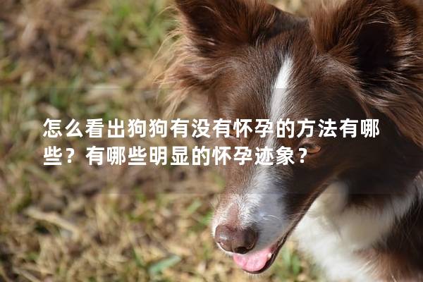 怎么看出狗狗有没有怀孕的方法有哪些？有哪些明显的怀孕迹象？