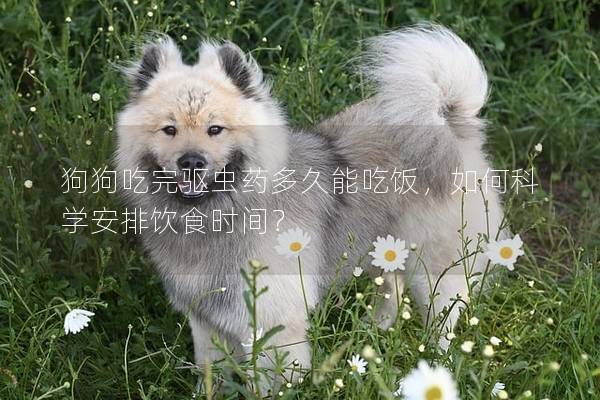 狗狗吃完驱虫药多久能吃饭，如何科学安排饮食时间？