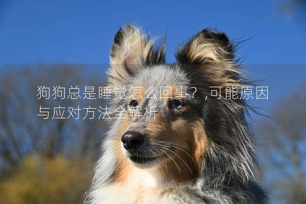 狗狗总是睡觉怎么回事？,可能原因与应对方法全解析