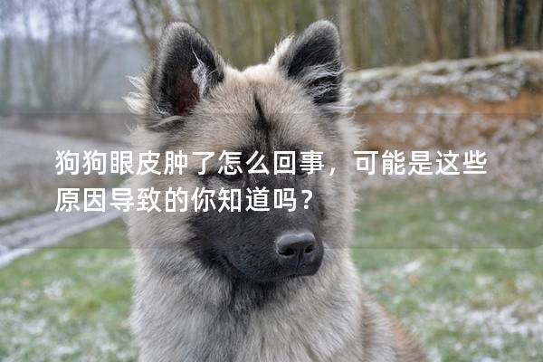 狗狗眼皮肿了怎么回事，可能是这些原因导致的你知道吗？