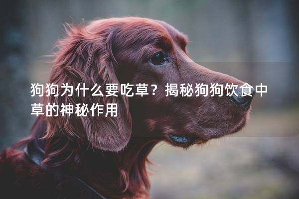 狗狗为什么要吃草？揭秘狗狗饮食中草的神秘作用
