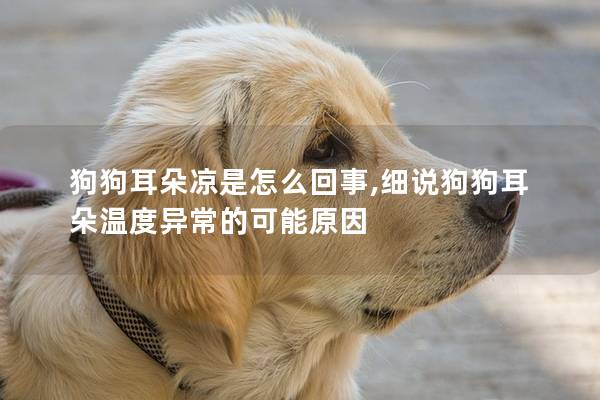 狗狗耳朵凉是怎么回事,细说狗狗耳朵温度异常的可能原因