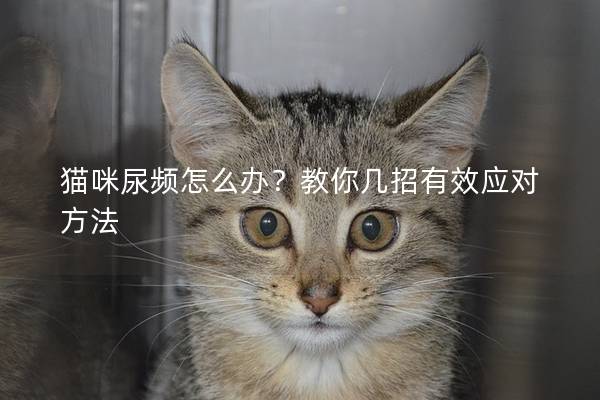 猫咪尿频怎么办？教你几招有效应对方法