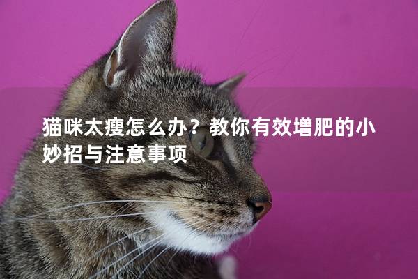 猫咪太瘦怎么办？教你有效增肥的小妙招与注意事项