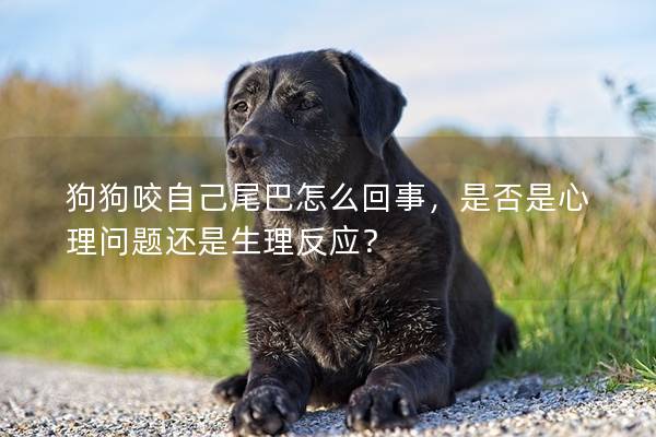 狗狗咬自己尾巴怎么回事，是否是心理问题还是生理反应？