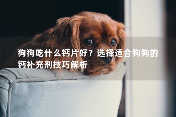 狗狗吃什么钙片好？选择适合狗狗的钙补充剂技巧解析