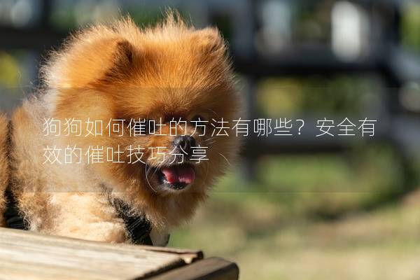狗狗如何催吐的方法有哪些？安全有效的催吐技巧分享