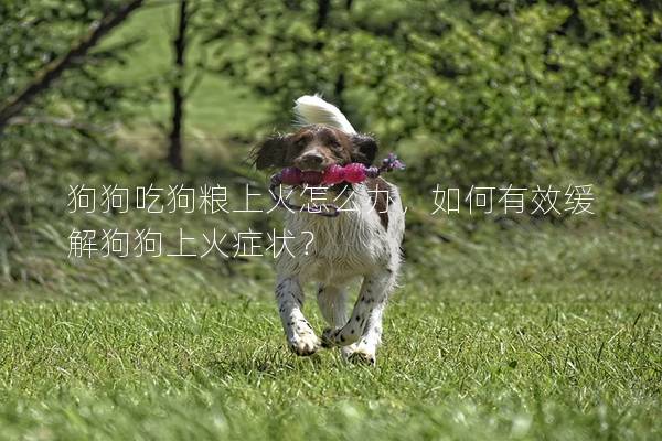 狗狗吃狗粮上火怎么办，如何有效缓解狗狗上火症状？