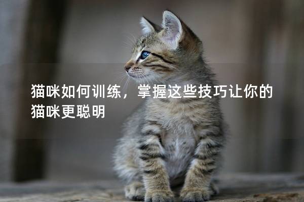 猫咪如何训练，掌握这些技巧让你的猫咪更聪明