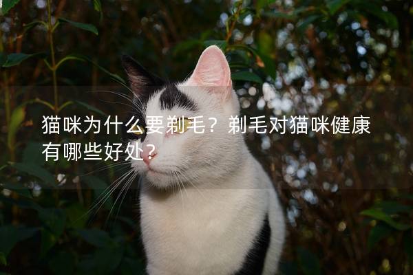 猫咪为什么要剃毛？剃毛对猫咪健康有哪些好处？