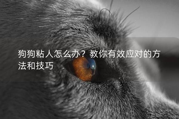 狗狗粘人怎么办？教你有效应对的方法和技巧