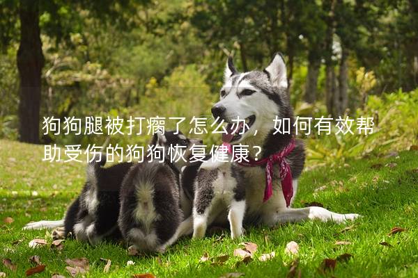狗狗腿被打瘸了怎么办，如何有效帮助受伤的狗狗恢复健康？