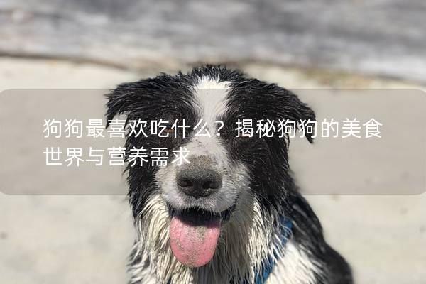 狗狗最喜欢吃什么？揭秘狗狗的美食世界与营养需求