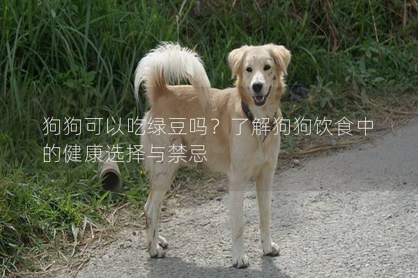 狗狗可以吃绿豆吗？了解狗狗饮食中的健康选择与禁忌