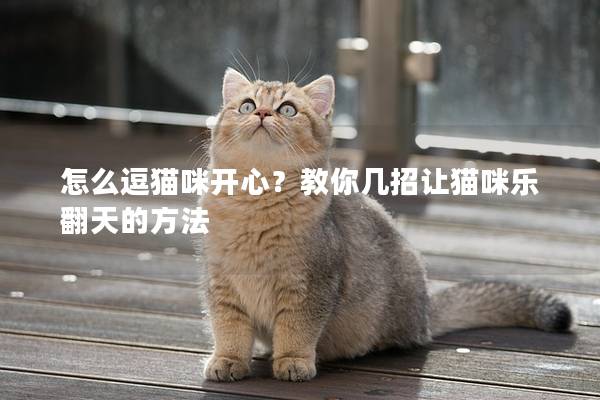 怎么逗猫咪开心？教你几招让猫咪乐翻天的方法