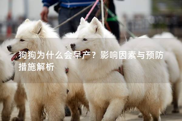 狗狗为什么会早产？影响因素与预防措施解析
