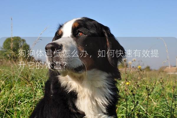 狗狗体温低怎么办，如何快速有效提升它的体温？