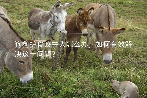 狗狗护食咬主人怎么办，如何有效解决这一问题？