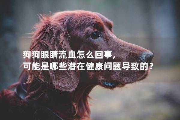 狗狗眼睛流血怎么回事, 可能是哪些潜在健康问题导致的？