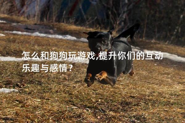 怎么和狗狗玩游戏,提升你们的互动乐趣与感情？