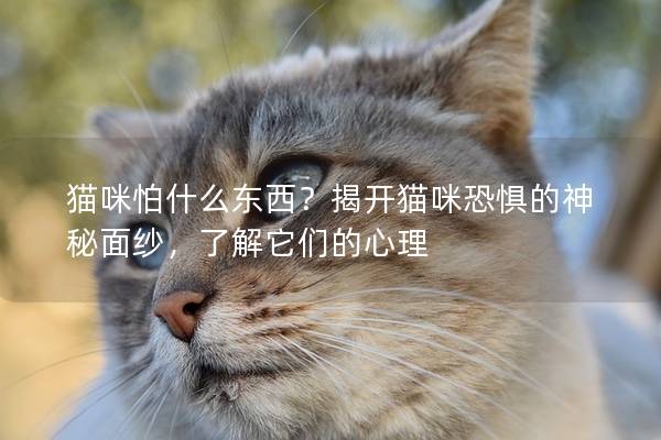 猫咪怕什么东西？揭开猫咪恐惧的神秘面纱，了解它们的心理