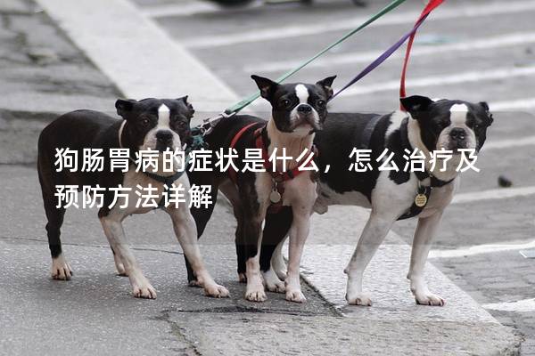 狗肠胃病的症状是什么，怎么治疗及预防方法详解